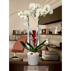 Tek dallı beyaz orkide