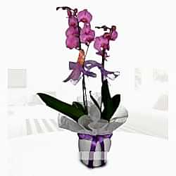 Çift dallı mor orkide