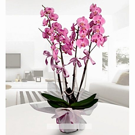Dörtlü pembe orkide