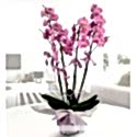 Dört dallı pembe orkide