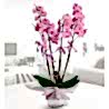 Dört dallı pembe orkide