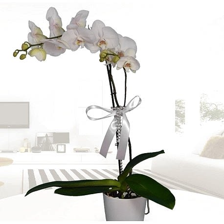 Tek dallı beyaz orkide