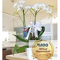 Çift Dallı Beyaz Orkide