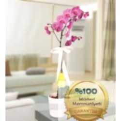 Mor Orkide (Seramikte)